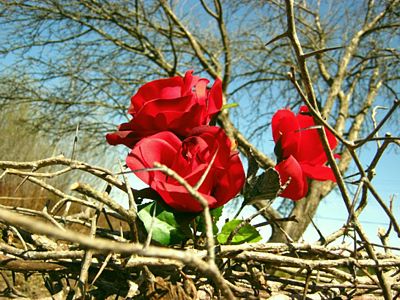 Photo de roses entourées d'épines